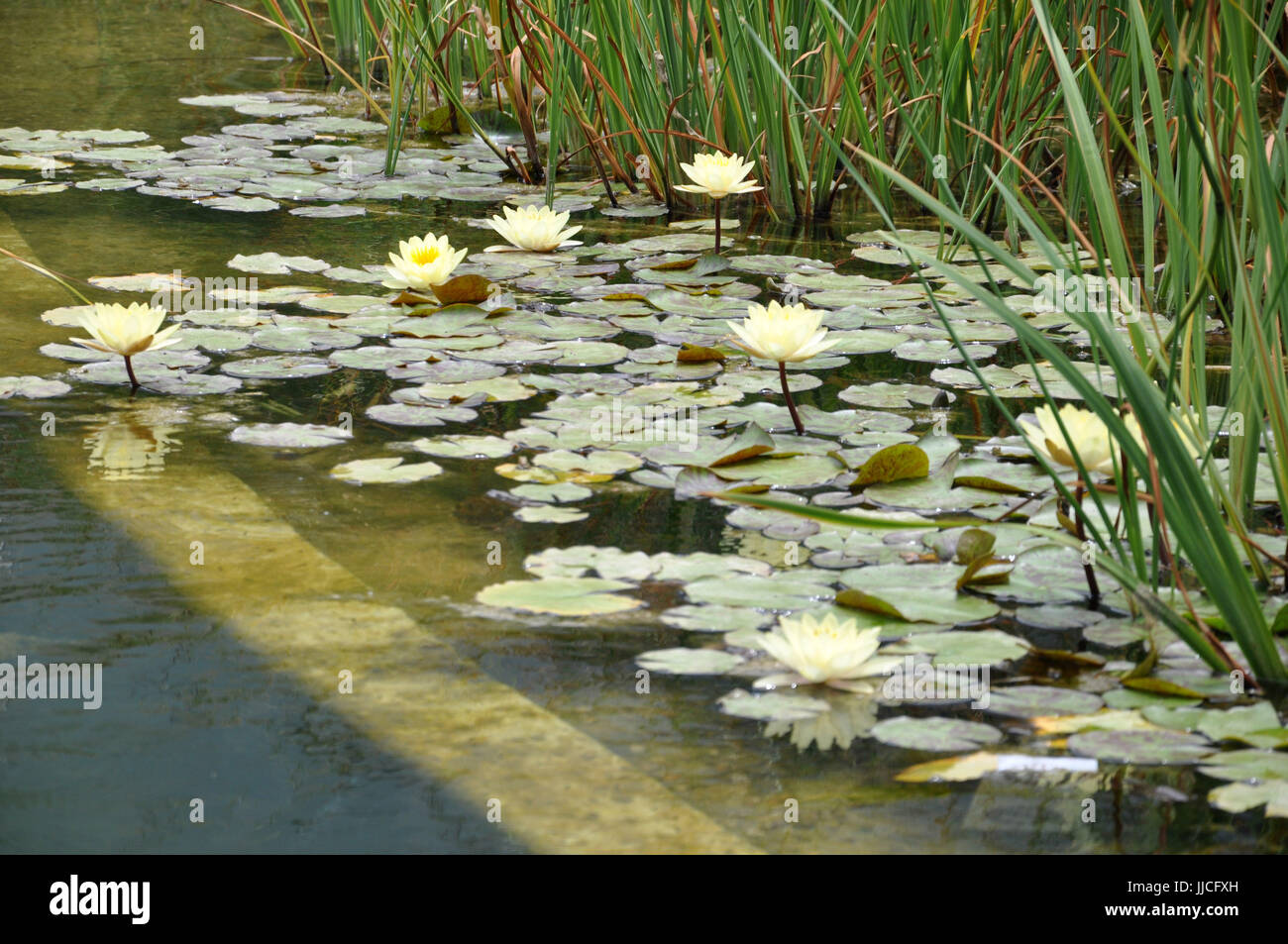 Aquatic plants surrounding an artificial lake Stock Photo