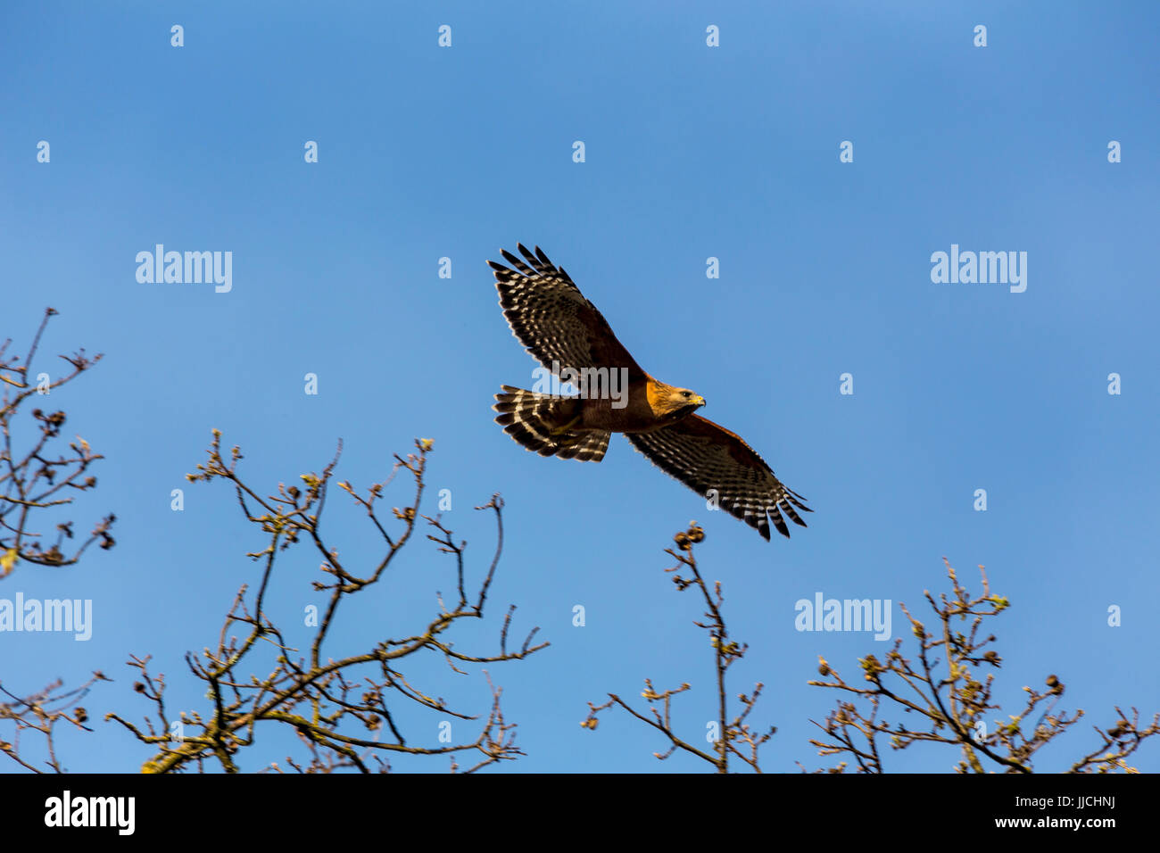 1, one, Red-shouldered hawk, Buteo lineatus, Red-shouldered hawk in flight, Novato, Marin County, California, United States, North America Stock Photo