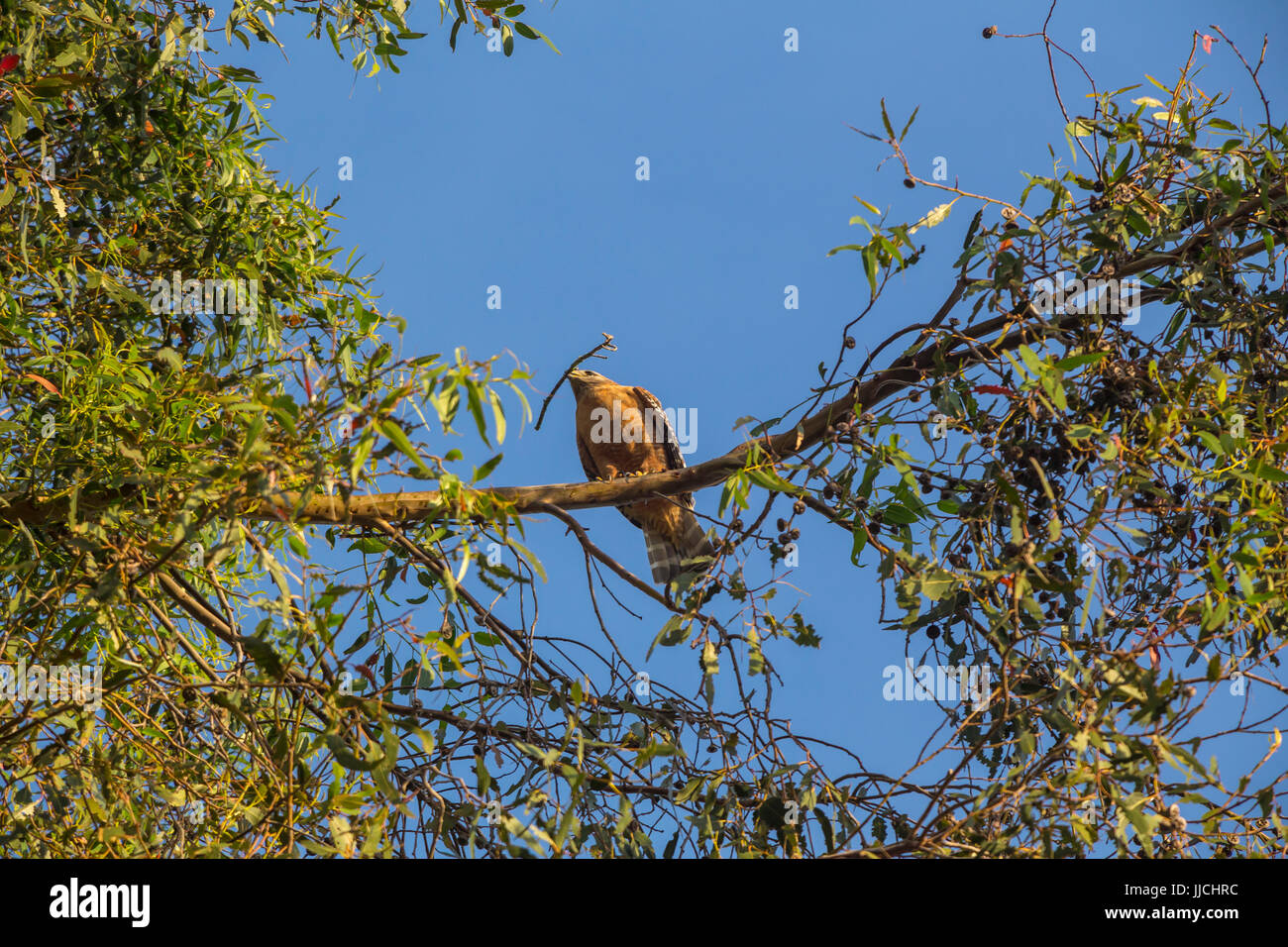 Red-shouldered hawk, Buteo lineatus, nest building, collecting nesting material, perched on Blue-gum eucalyptus tree, Novato, Marin County, California Stock Photo