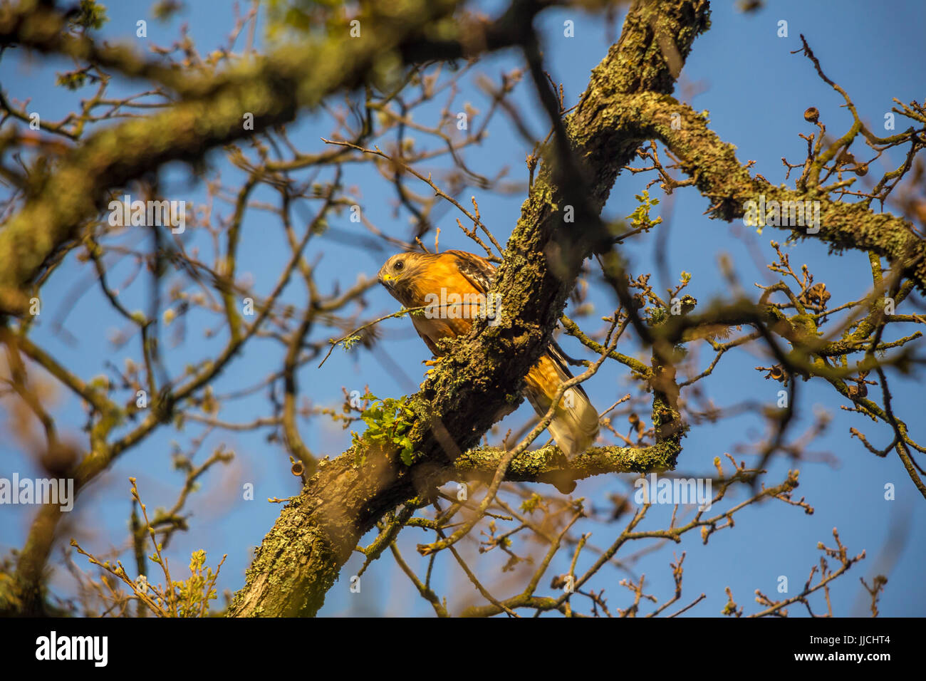 Red-shouldered hawk, Buteo lineatus, Red-shouldered hawk perched on tree branch, Novato, Marin County, California, United States, North America Stock Photo