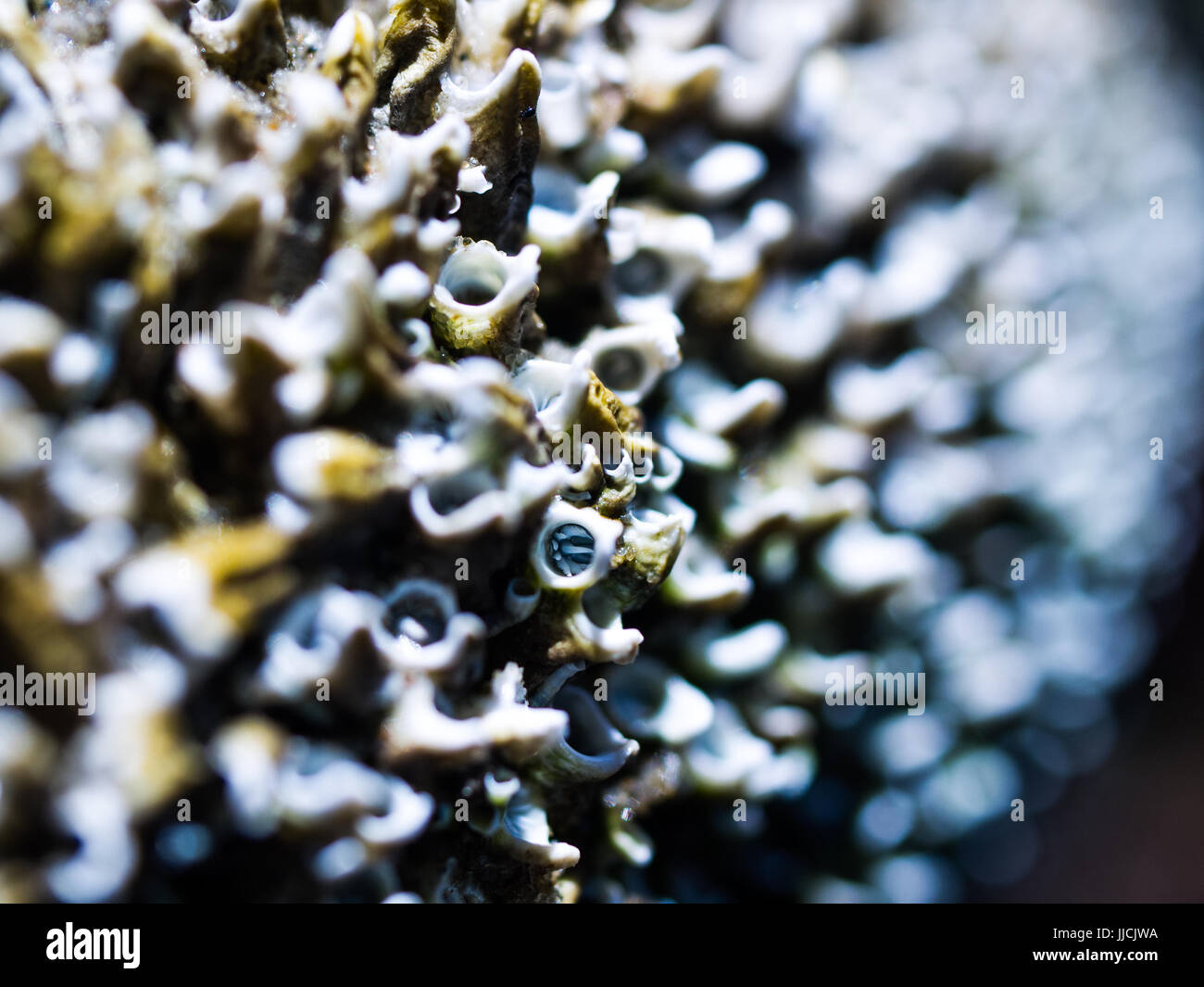 Tiny Coral Polyp Peeks out of his Home Stock Photo