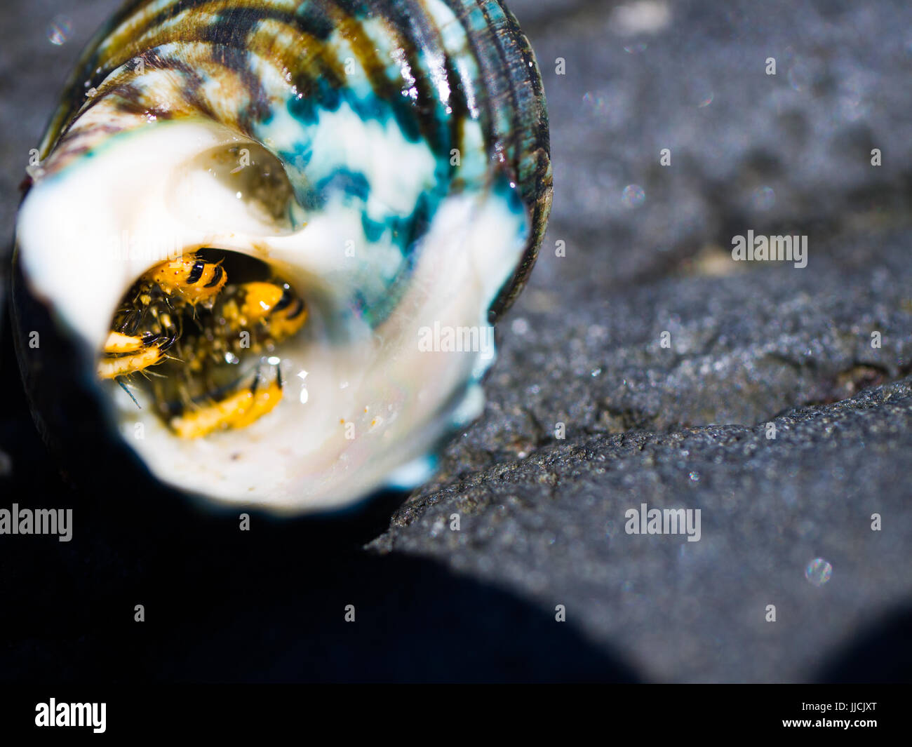 Shy hermit Crab Pokes his Claws out of his Shell Stock Photo
