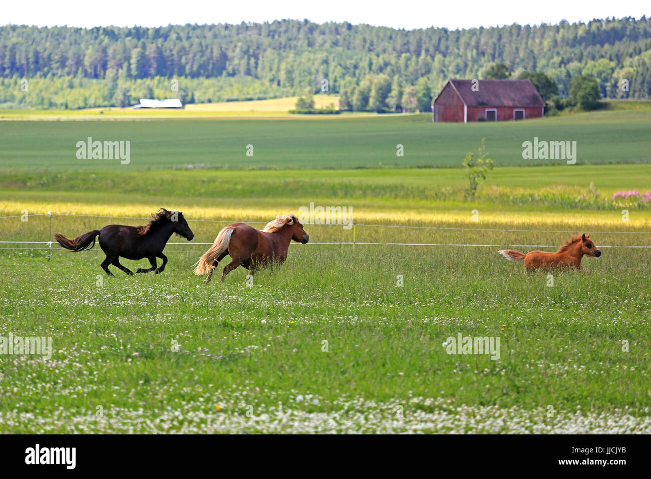 Two horses and a foal run on a field with flowers on a beautiful day of summer. Stock Photo