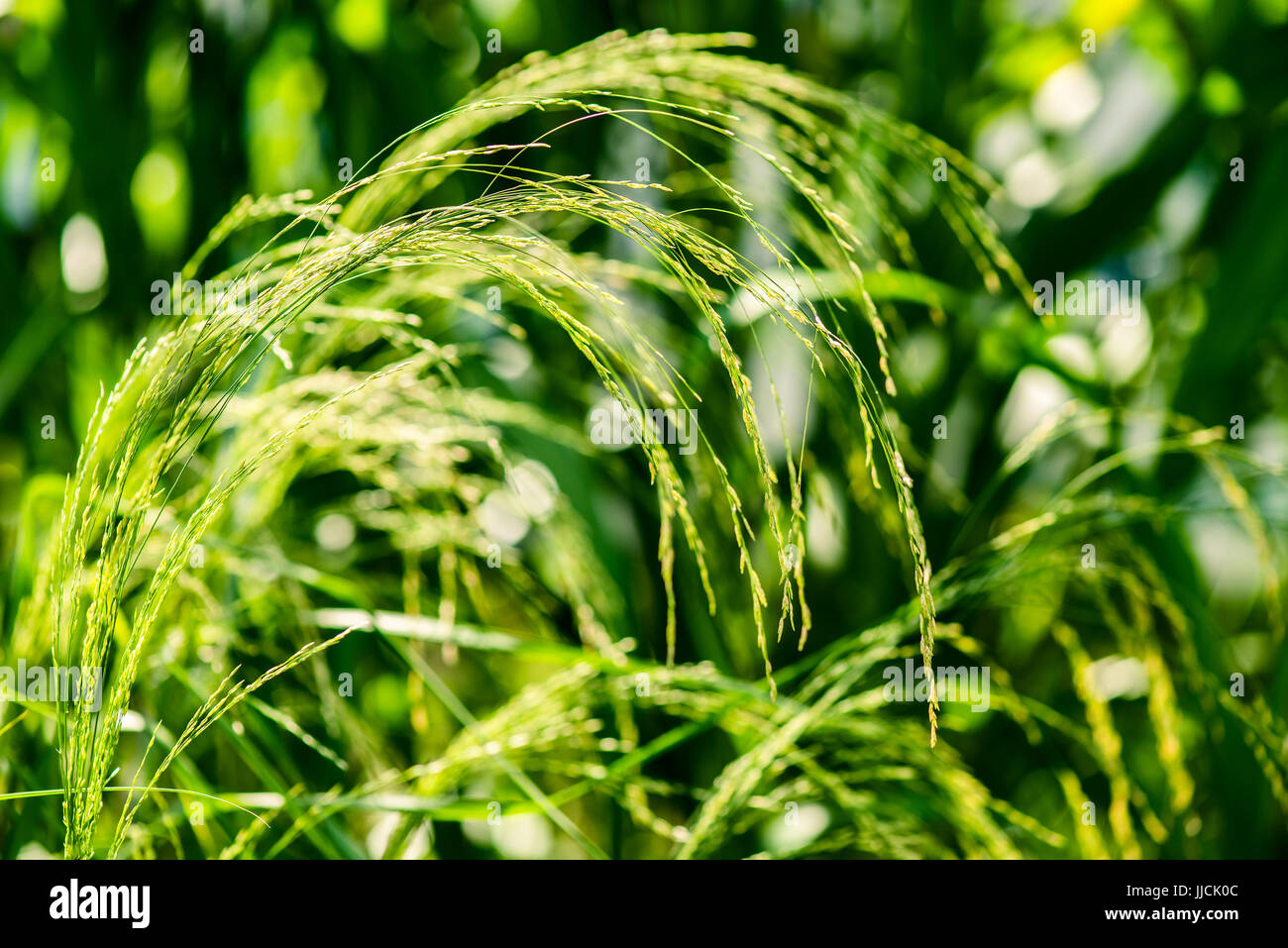 tef cereal - eragrostis tef - botany e botanical backgrounds Stock Photo