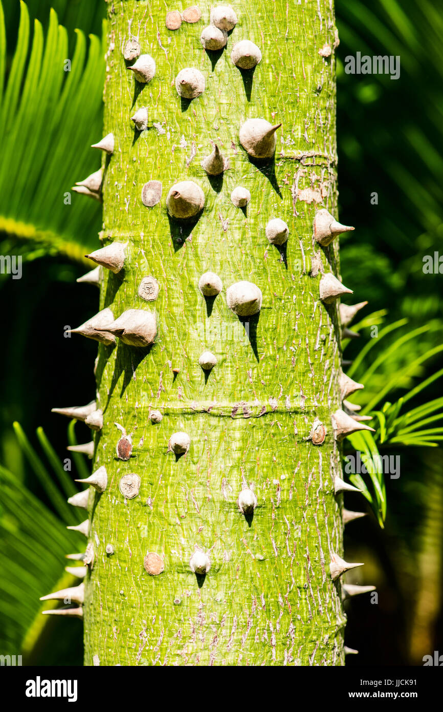 Thorny tree trunk hires stock photography and images Alamy