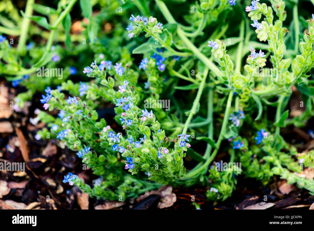 alcanna - alkanna tinctoria - botany and botanical backgrounds Stock Photo