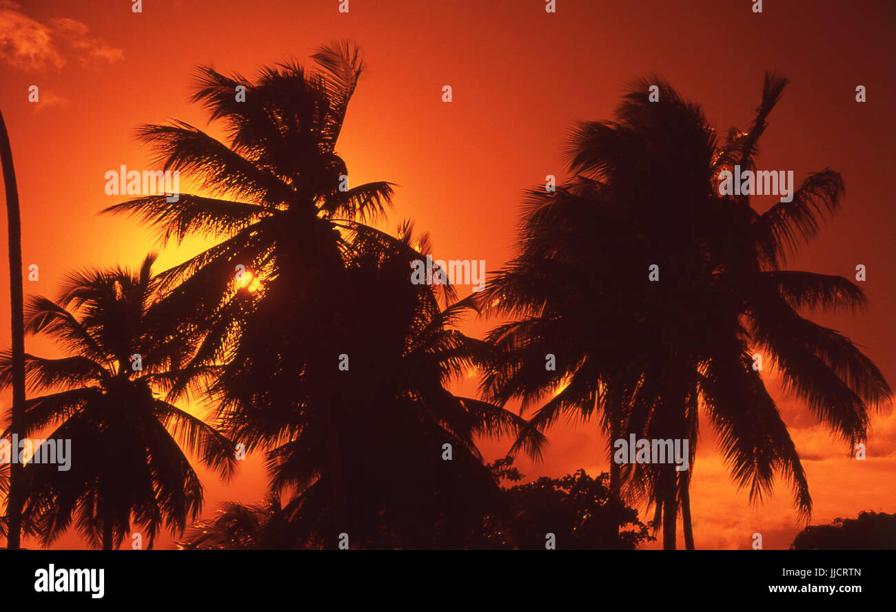 Sky, coconut trees, nature Stock Photo