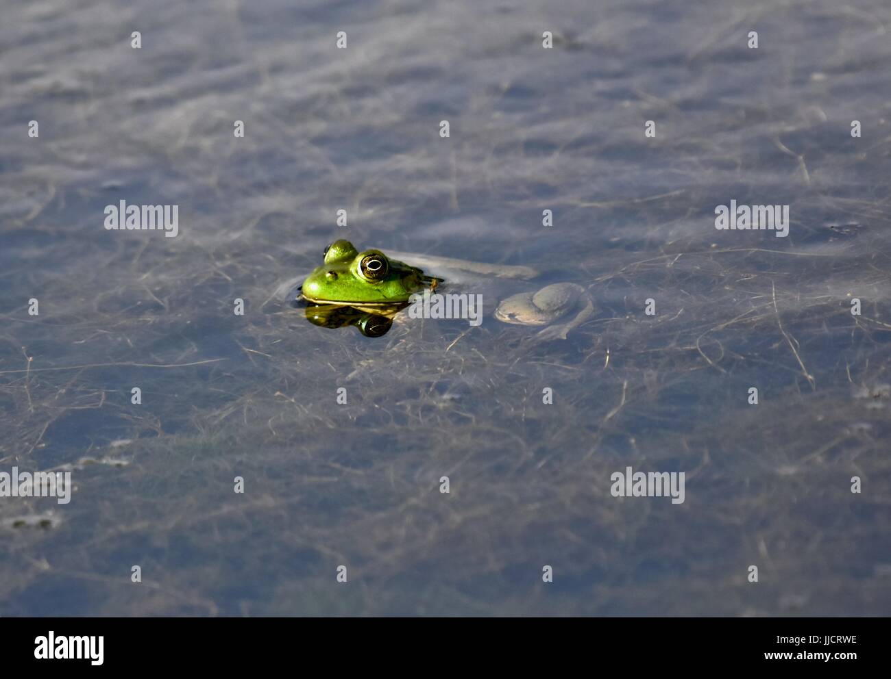 American bullfrog (Lithobates catesbeianus) Stock Photo