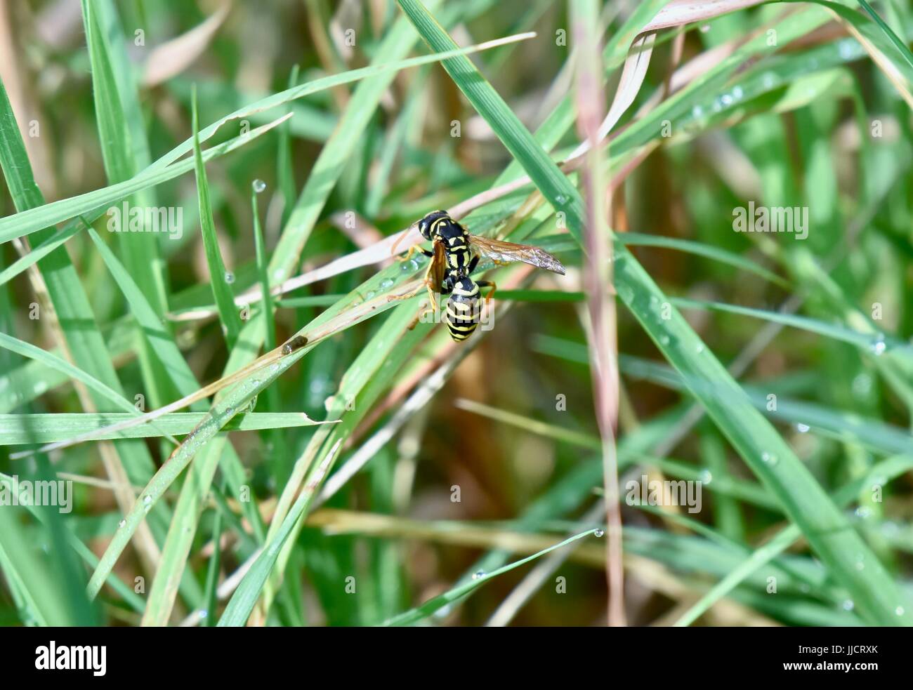 Yellowjacket bee (Arthropoda) Stock Photo