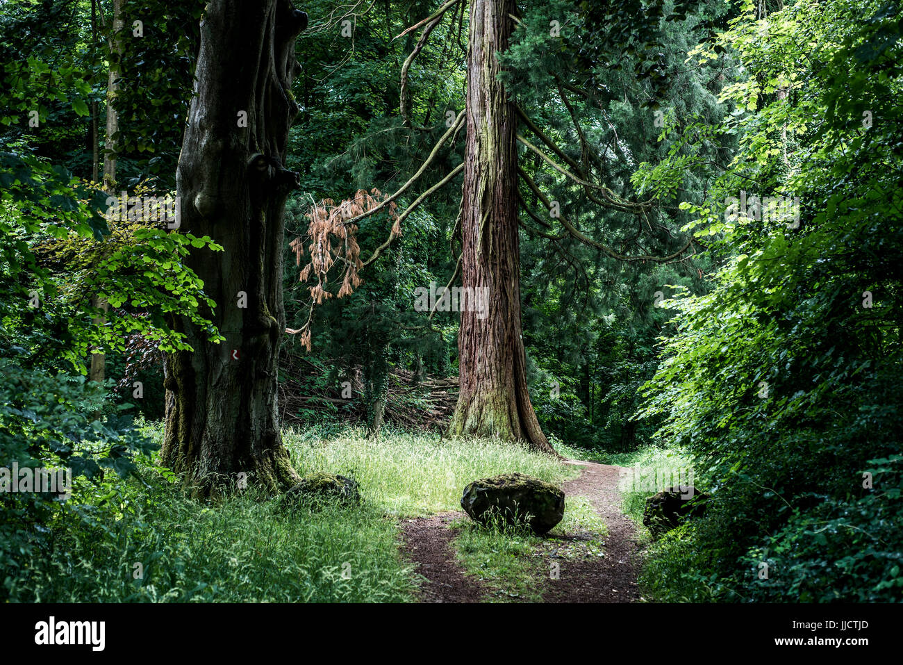 Germanys National Tree