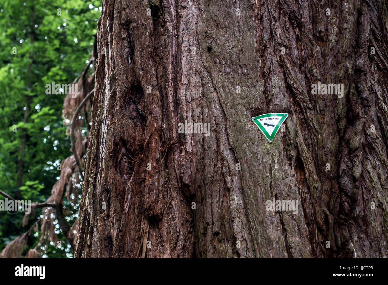 Germanys National Tree