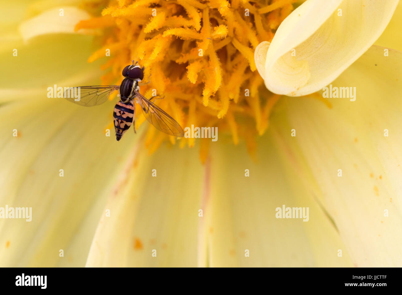 Closeup of Hoverfly on Yellow Dahlia Stock Photo