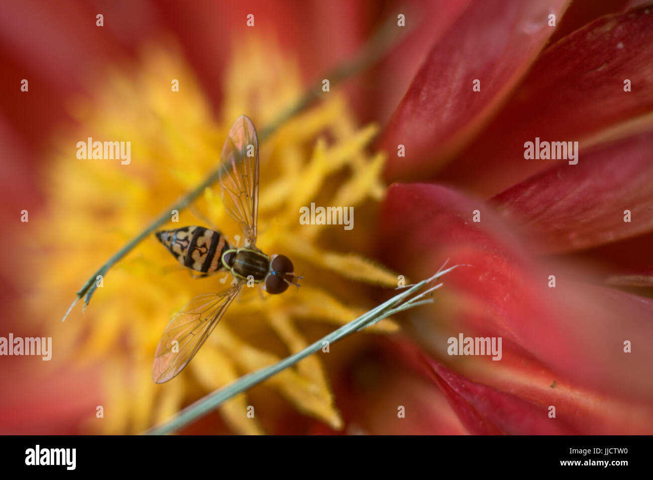 Hoverfly on Red Dahlia Stock Photo