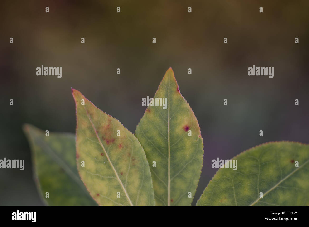 Apple Leaf Close Detail Stock Photo