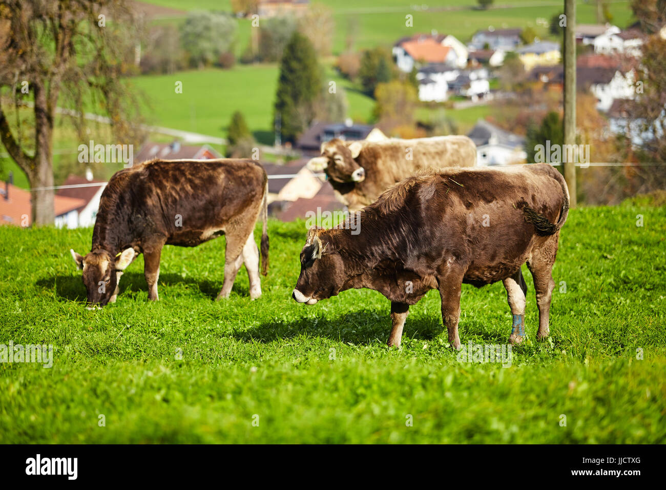 Cows grazing on a green summer meadow. Herd of cows. Cows on the field ...