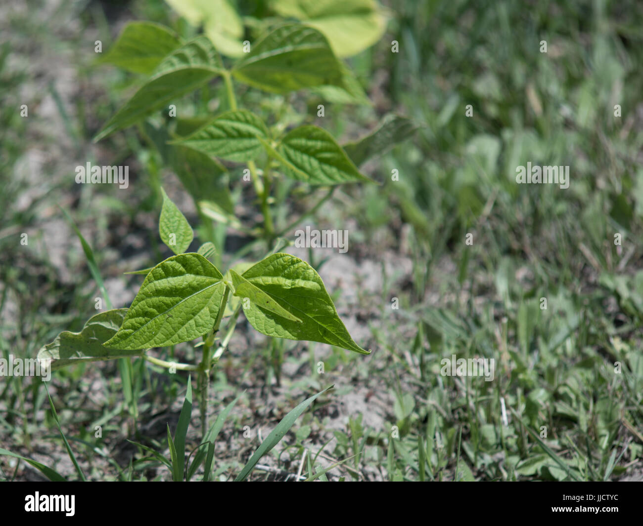 Green bean plants hi-res stock photography and images - Alamy