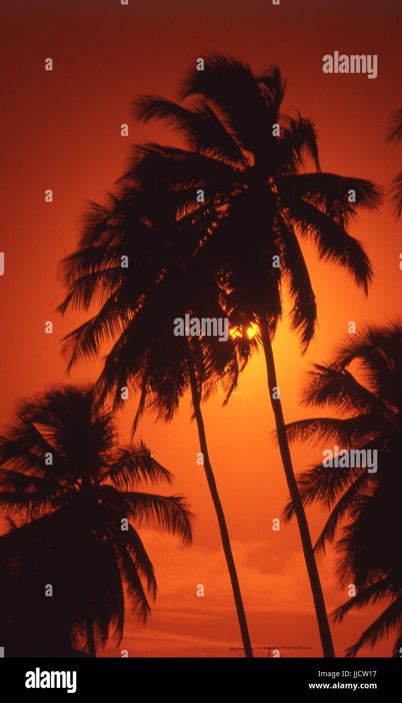 Sky, coconut trees, nature Stock Photo