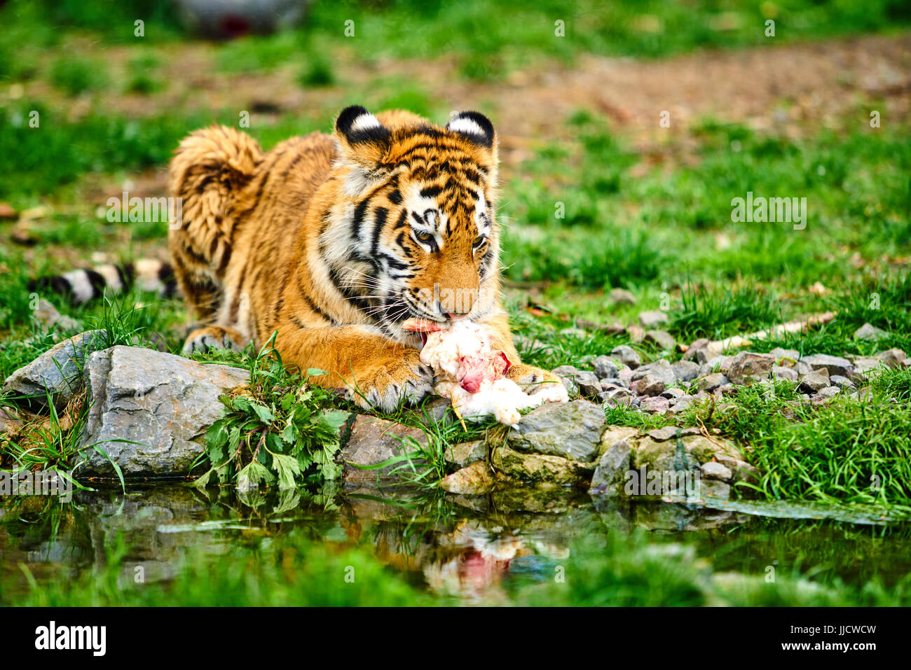 little tiger cub eats meat.  Tiger Eating Stock Photo