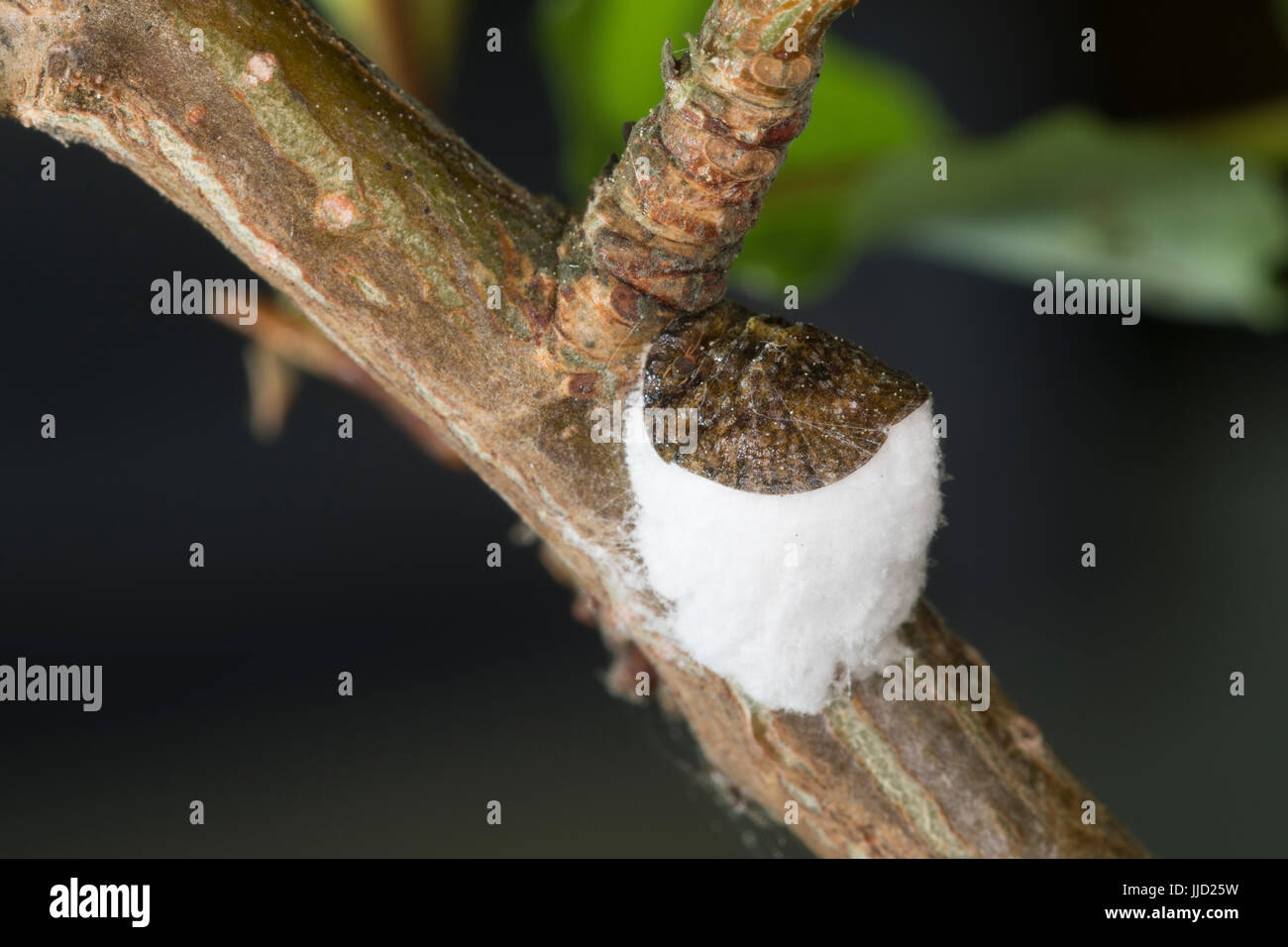 Napfschildlaus, Napf-Schildlaus, Schildlaus, Wollige Rebenschildlaus, Pulvinaria vitis, cottony grape scale, Napfschildläuse, Schildläuse, Coccidae, s Stock Photo