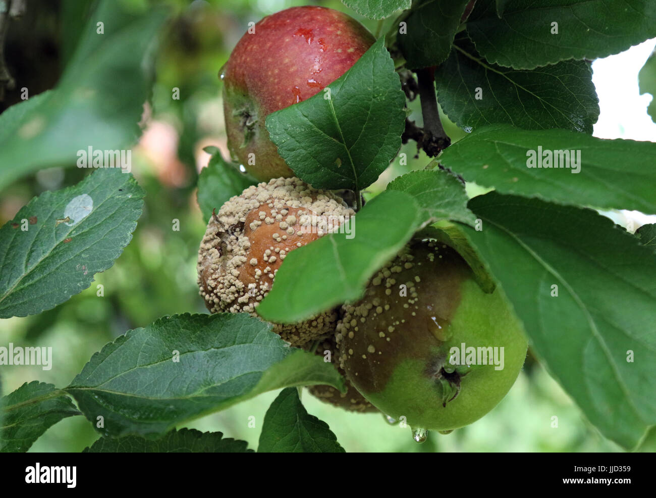Neuenhagen, Germany, rotten apples hang on a tree Stock Photo