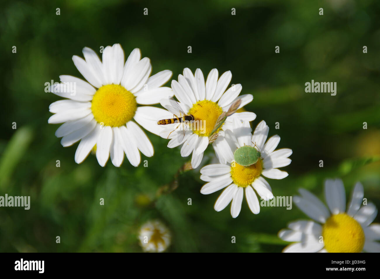 Two friends - wasp and green shield bug on daisy flowers Stock Photo