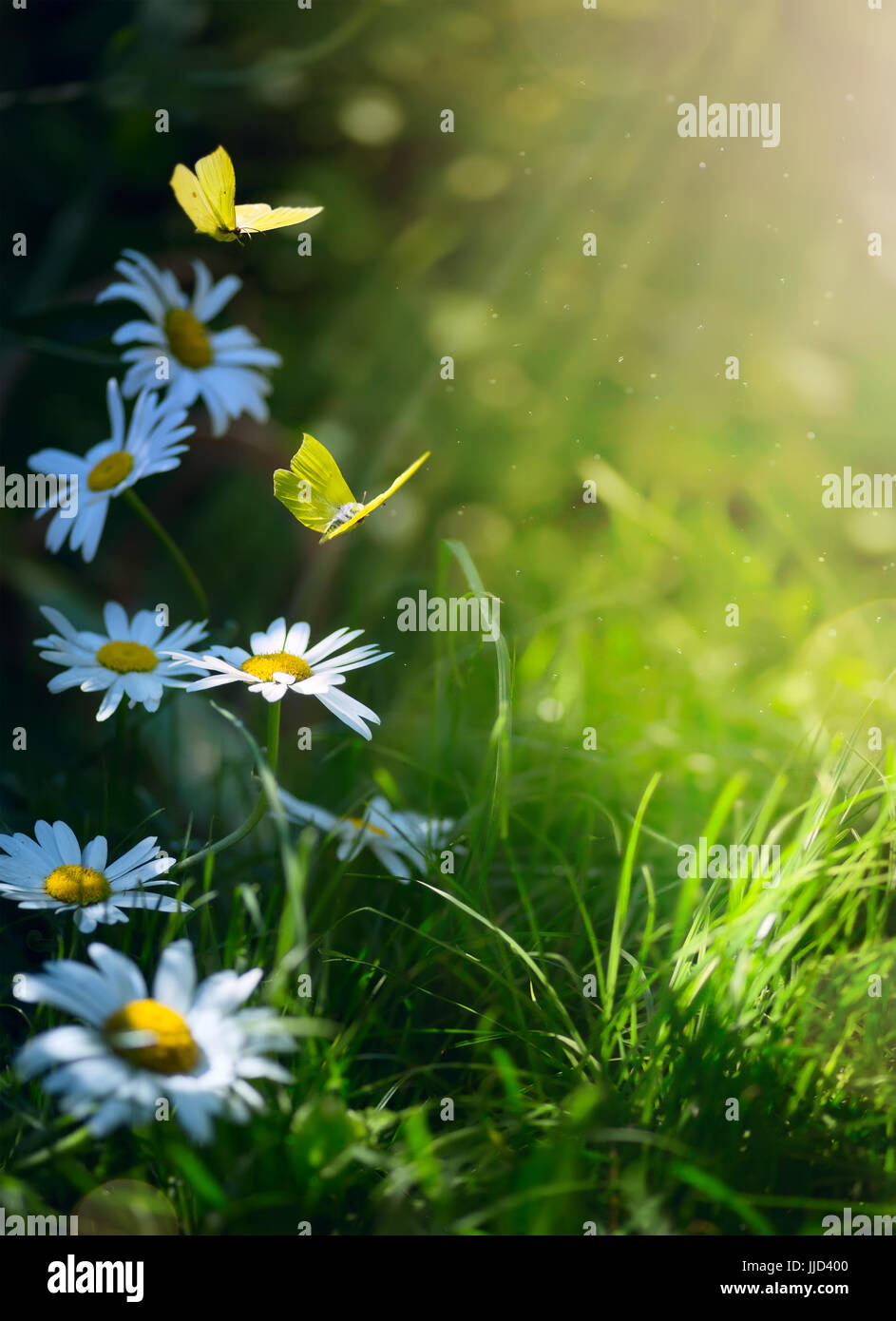 art abstract spring background or summer background with fresh flowers and butterfly Stock Photo