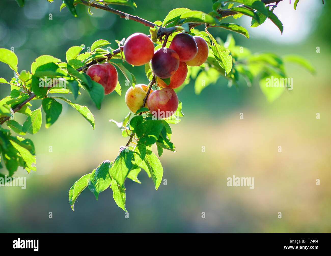 Nektariny High Resolution Stock Photography and Images Alamy