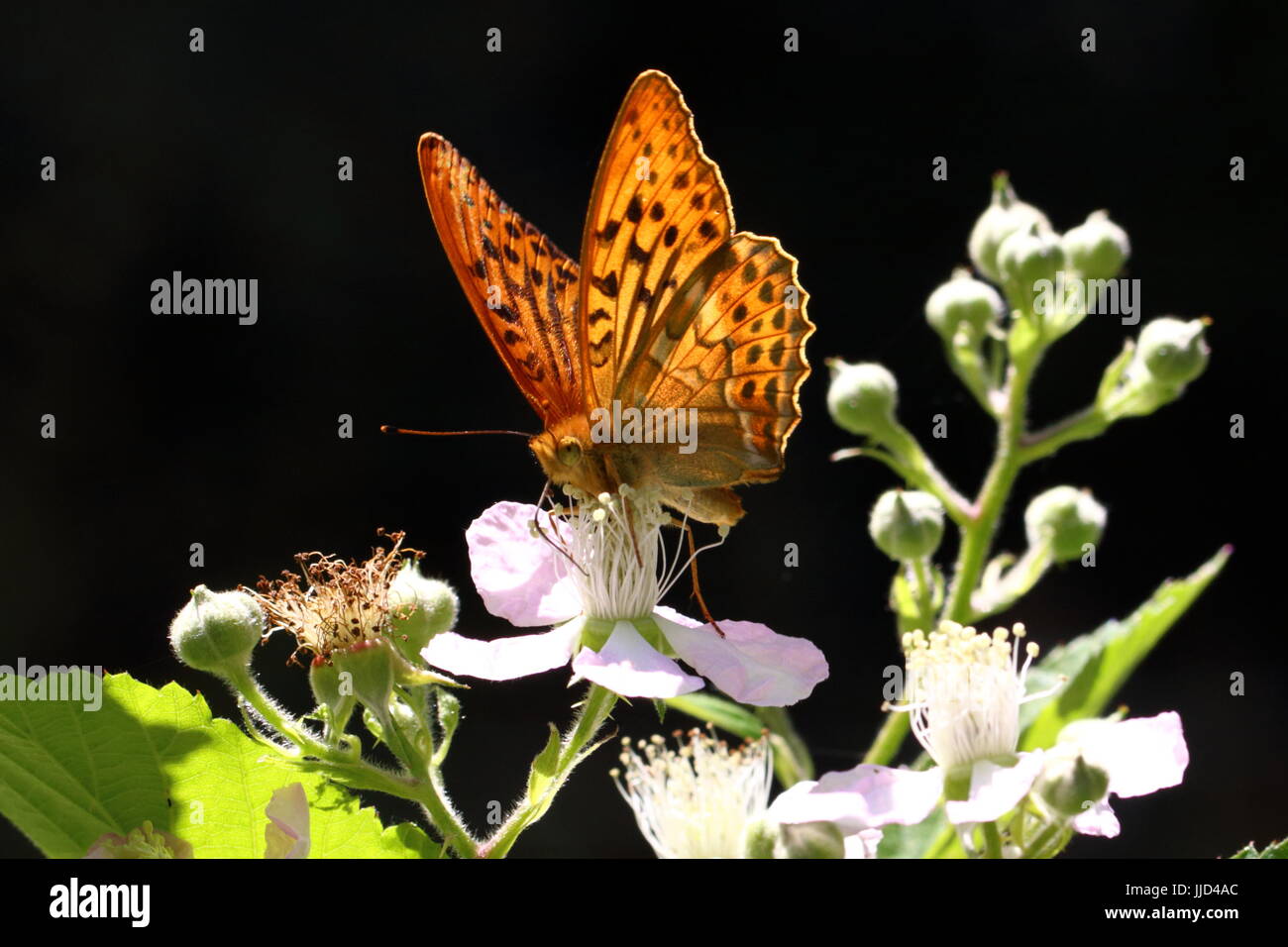 Male Silver-washed Fritillary nectaring on Blackberry blossom Stock Photo
