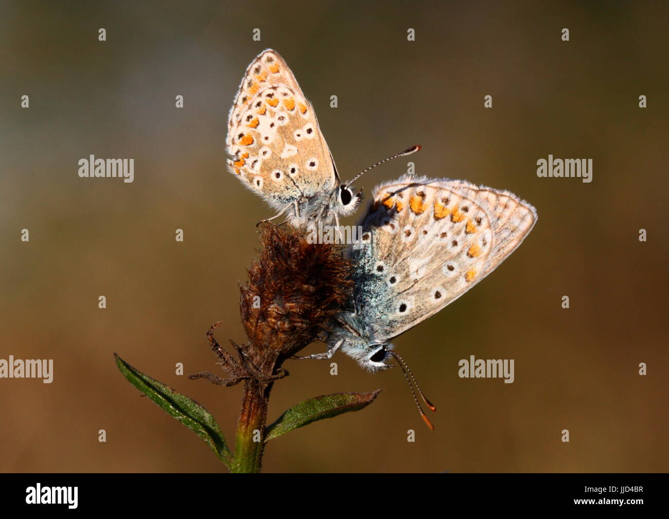 Brown Argus (top) and Common Blue Butterflies sharing a knapweed flower Stock Photo