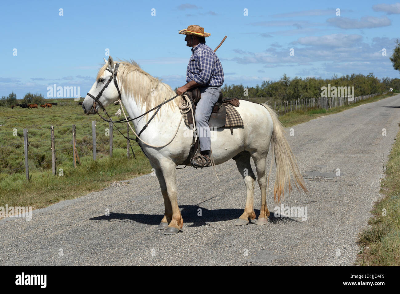 France, Bouches du Rhone 13, Camargue, Traditional Gardian Camargue cowboy on white horse. Stock Photo