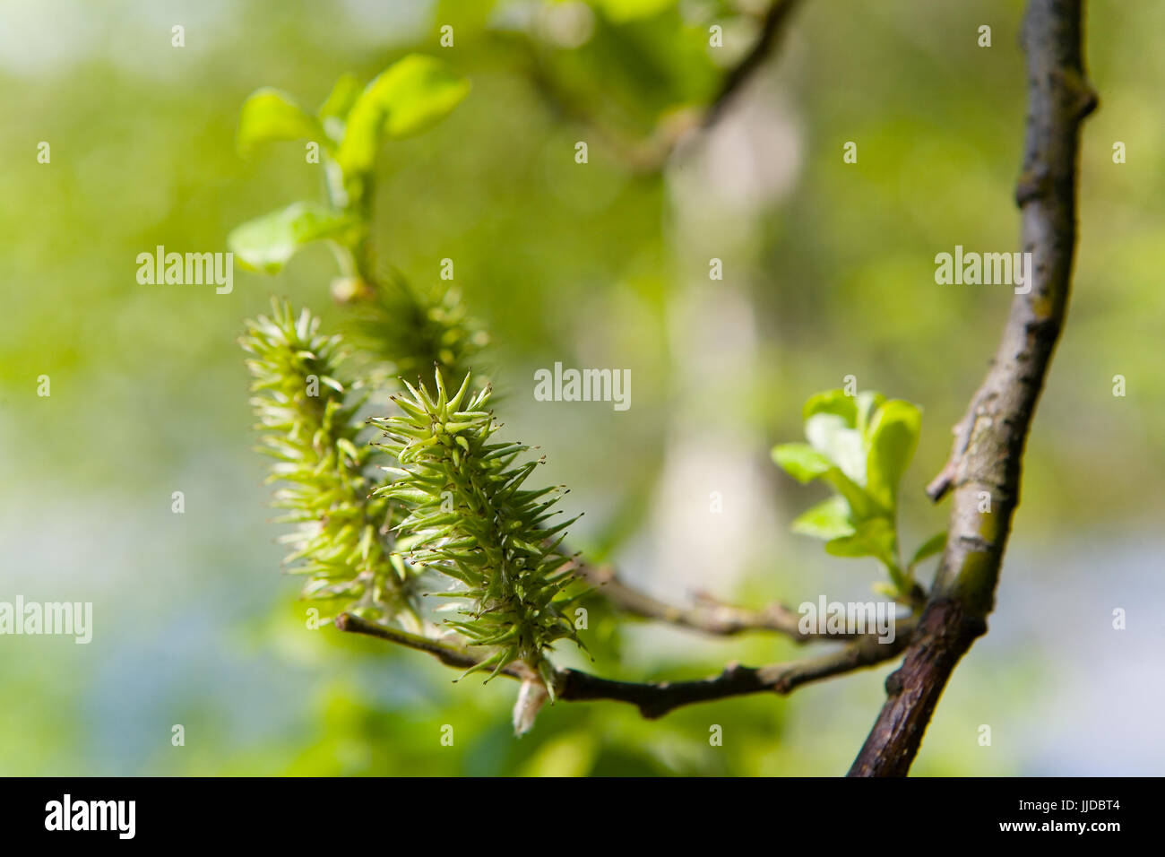 Interesting Plant Hi-res Stock Photography And Images - Alamy