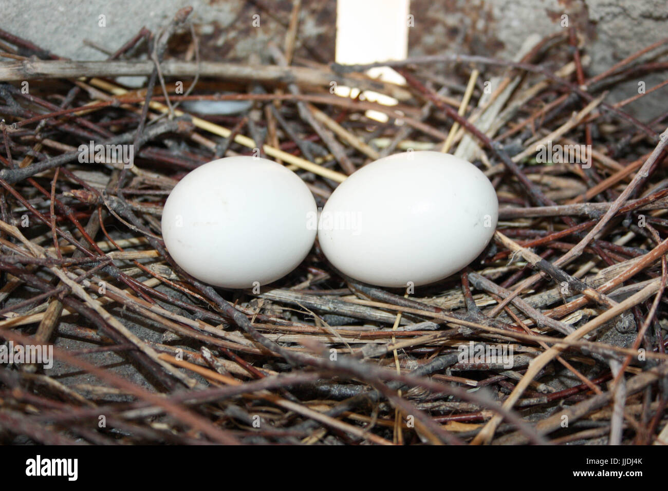 Pigeon egg and nest hi-res stock photography and images - Alamy