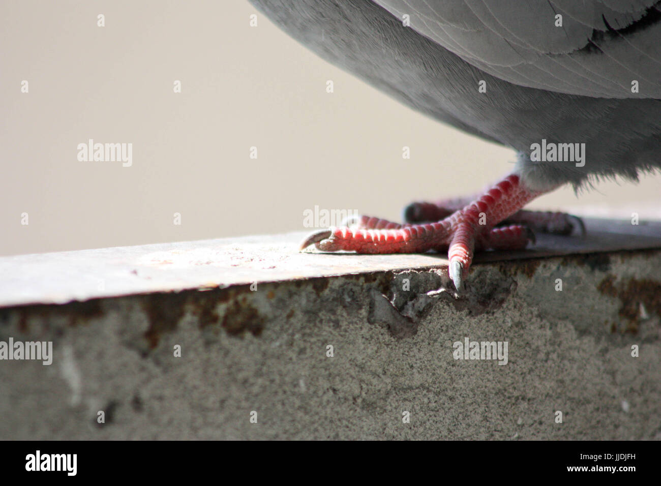 голубь с красным кольцом на лапе