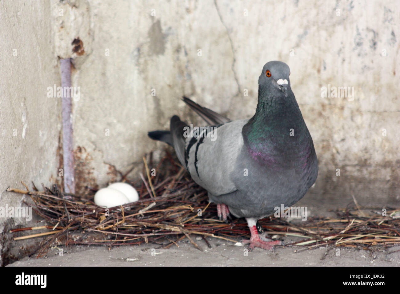 Сколько высиживают голубей. Сколько высиживают голубей. Гнездо голубя. Гнездо голубя. Яйцо голубя.