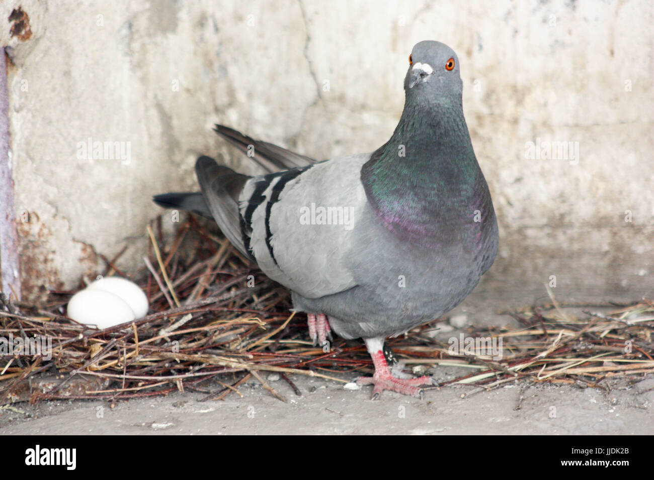 Pigeon egg and nest hi-res stock photography and images - Alamy