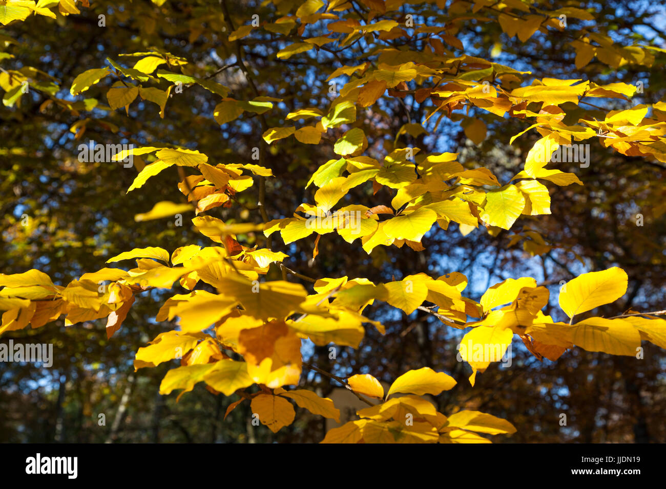 Yellow leaves on the tree hi-res stock photography and images - Alamy