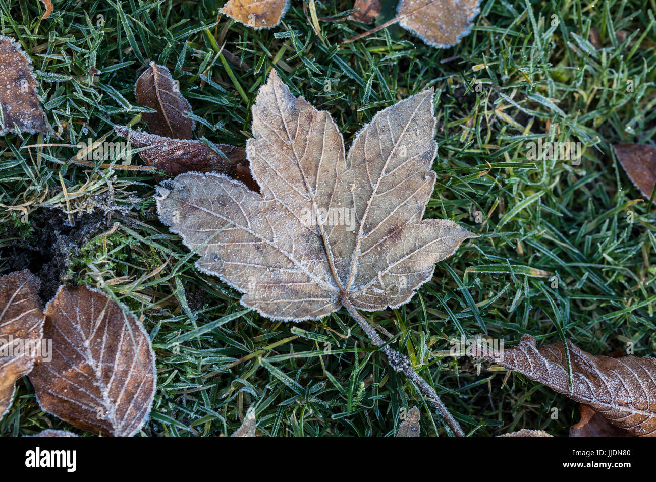 Leaves with hoarfrost on meadow Stock Photo