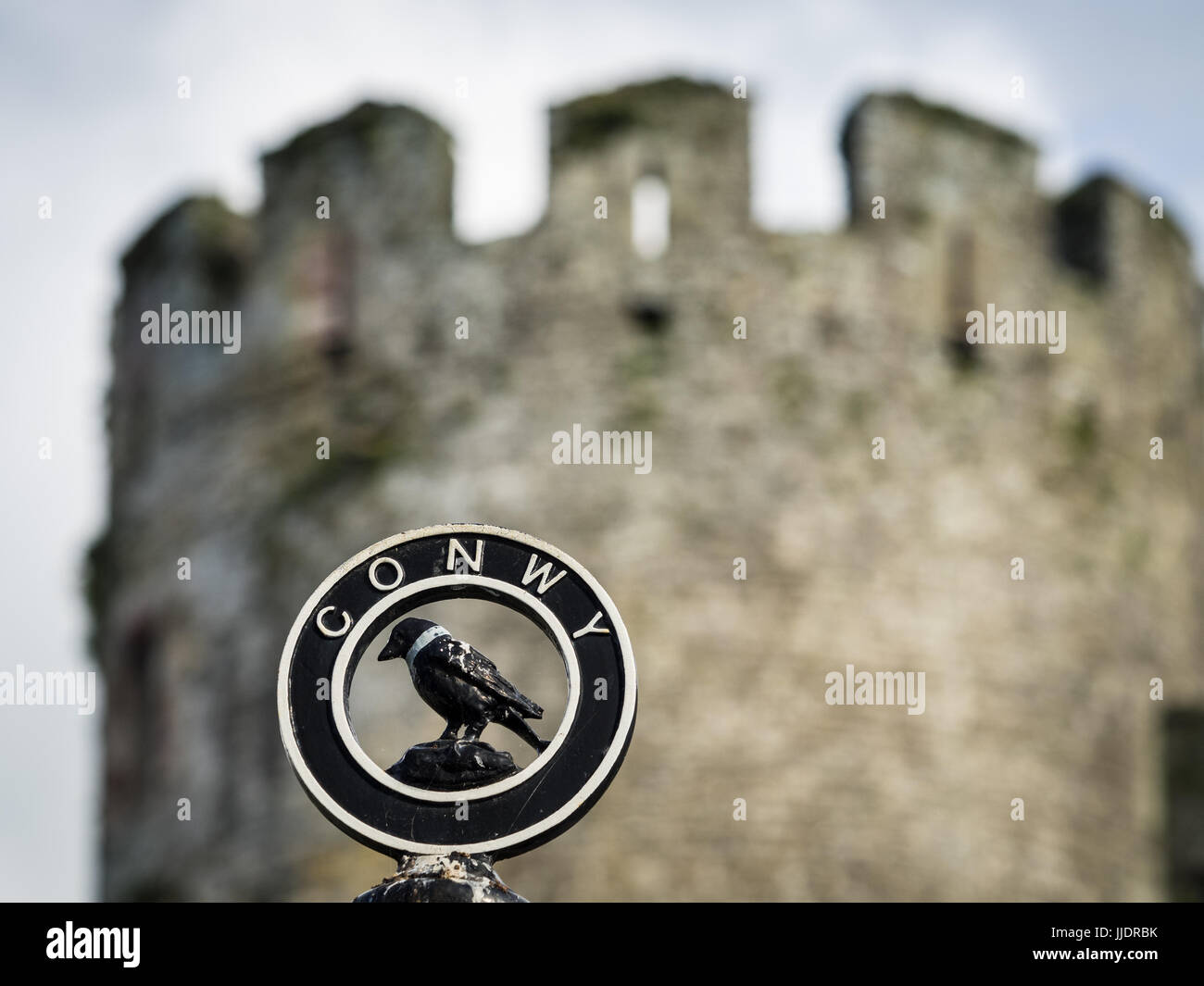 Conwy Castle - the town Jackdaw motif against Conwy Castle in North Wales UK Stock Photo