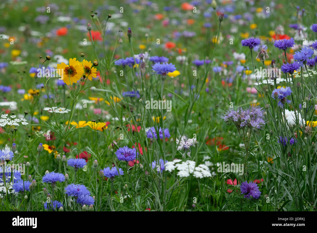 Cornflower Meadow Garden High Resolution Stock Photography and Images ...