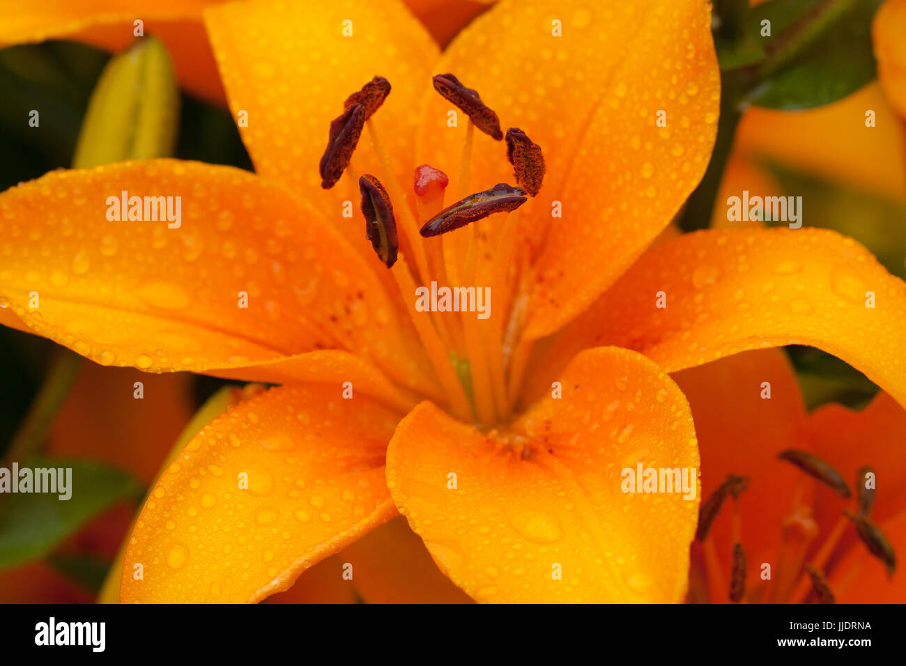 Lily (Lilium) Advantage. Close Up Of Yellow Orange Flower Of Lily Advantage With Drops Water. Stock Photo