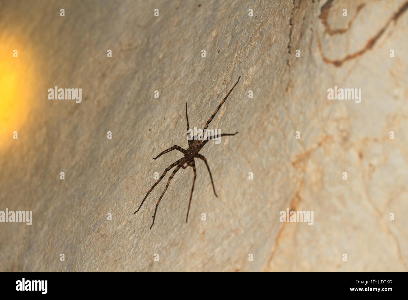 Giant Crab Spider Heteropda vanatoria on wall in a cave Stock Photo