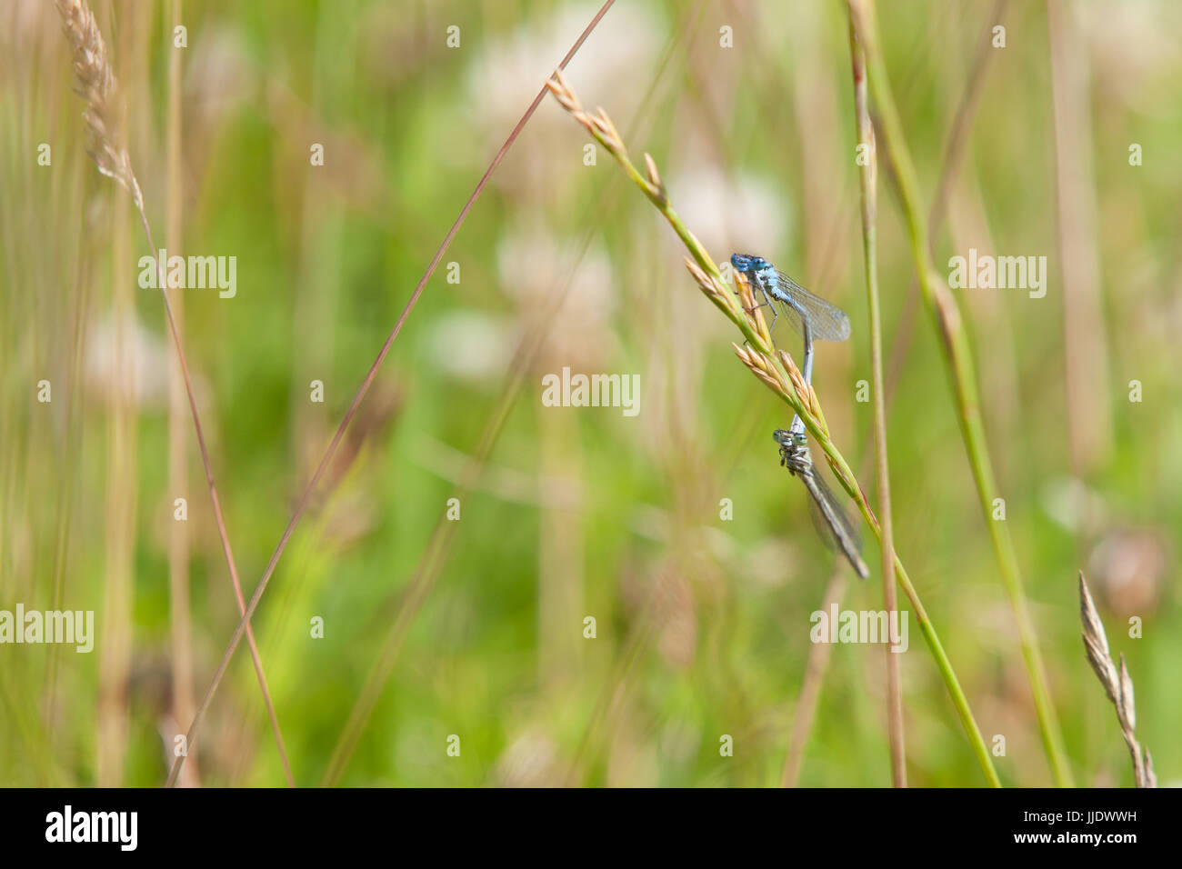 Two blue dragonflies sat on a blade of grass on a summers day Stock ...