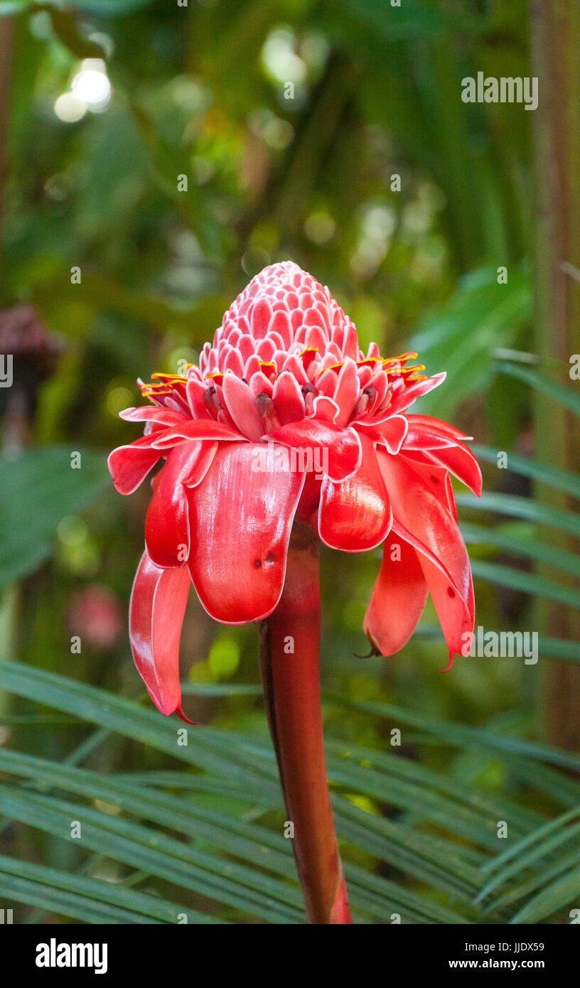 Tropical pink flower Stock Photo