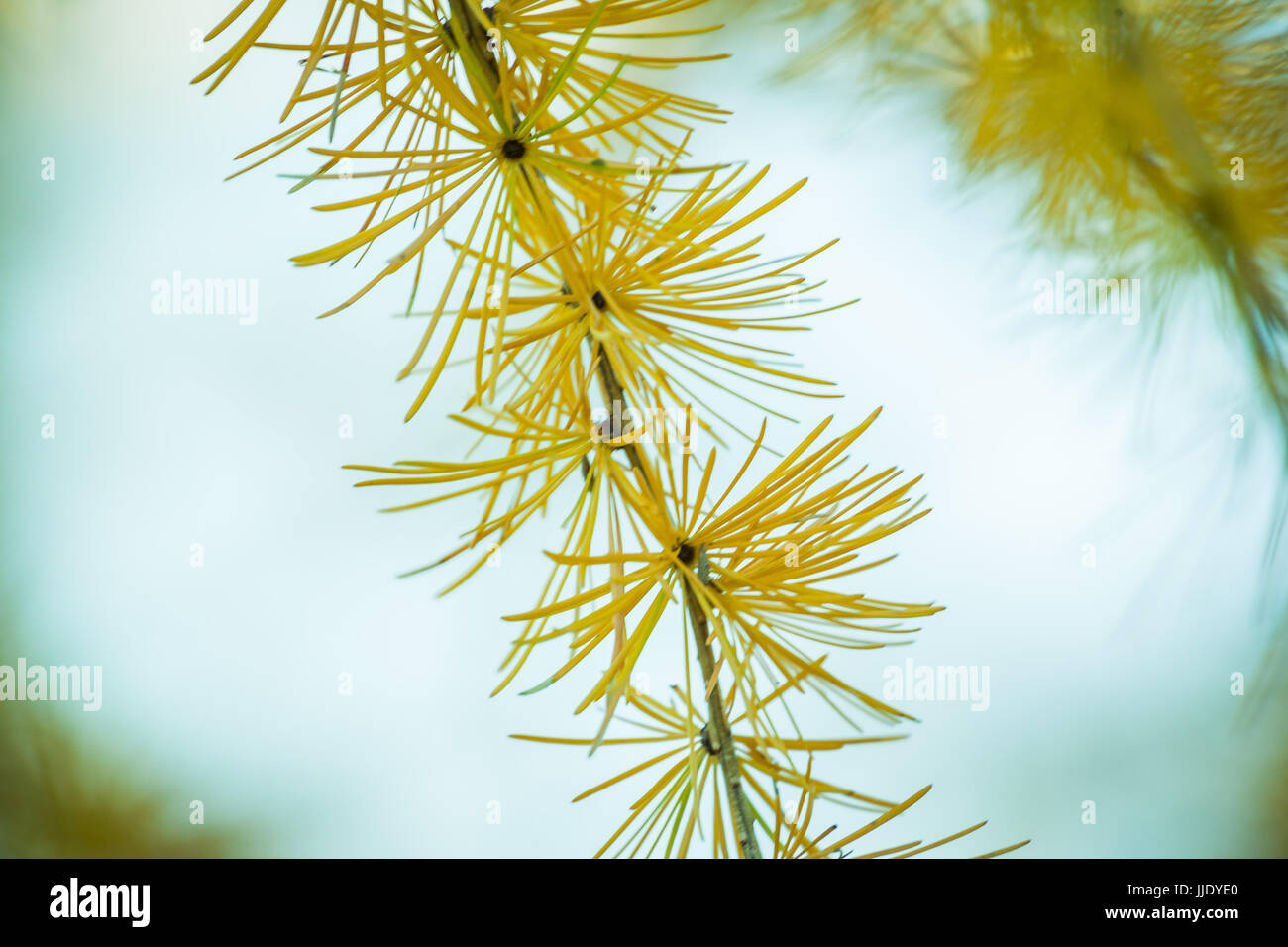 Yellow pine branch in fall Stock Photo