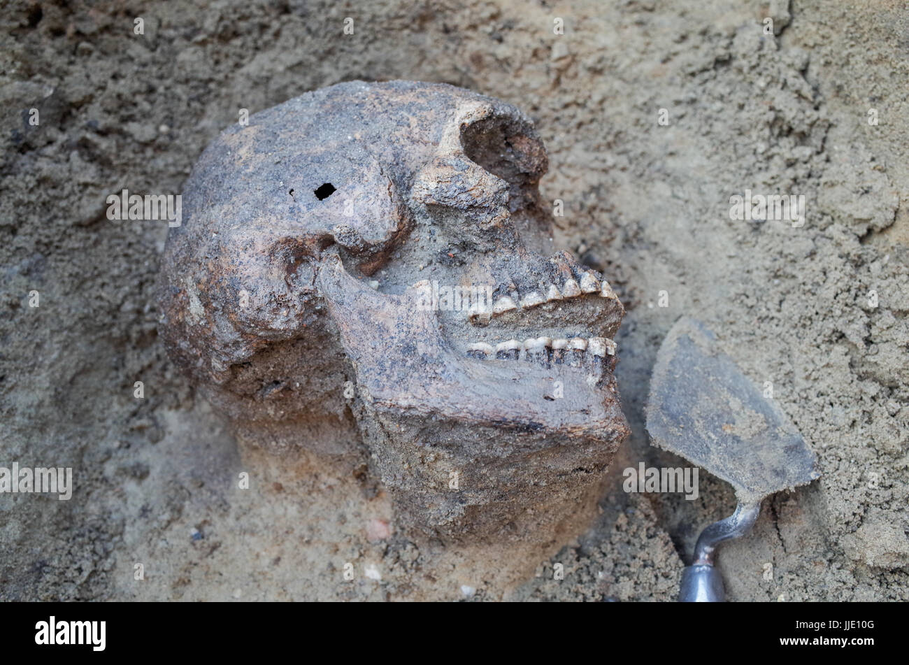Archaeological excavation with skeletons, skulls and spartels to dig with Stock Photo