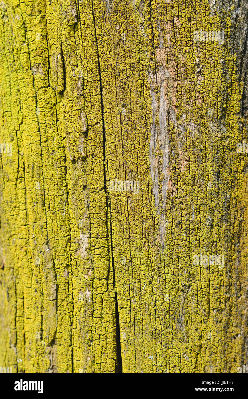 Xanthoria parietina. Yellow lichen on tree trunk - background pattern Stock Photo