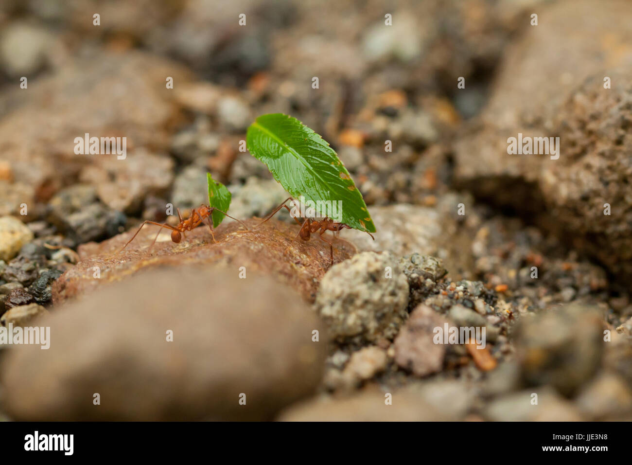 Leaf cutter ants Stock Photo