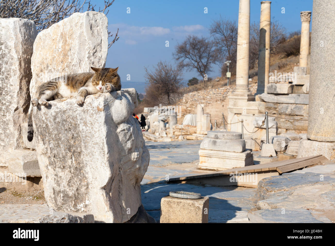 Cat on Roman stone columns  and altar ruins room in ephesus Archaeological site in turkey Stock Photo