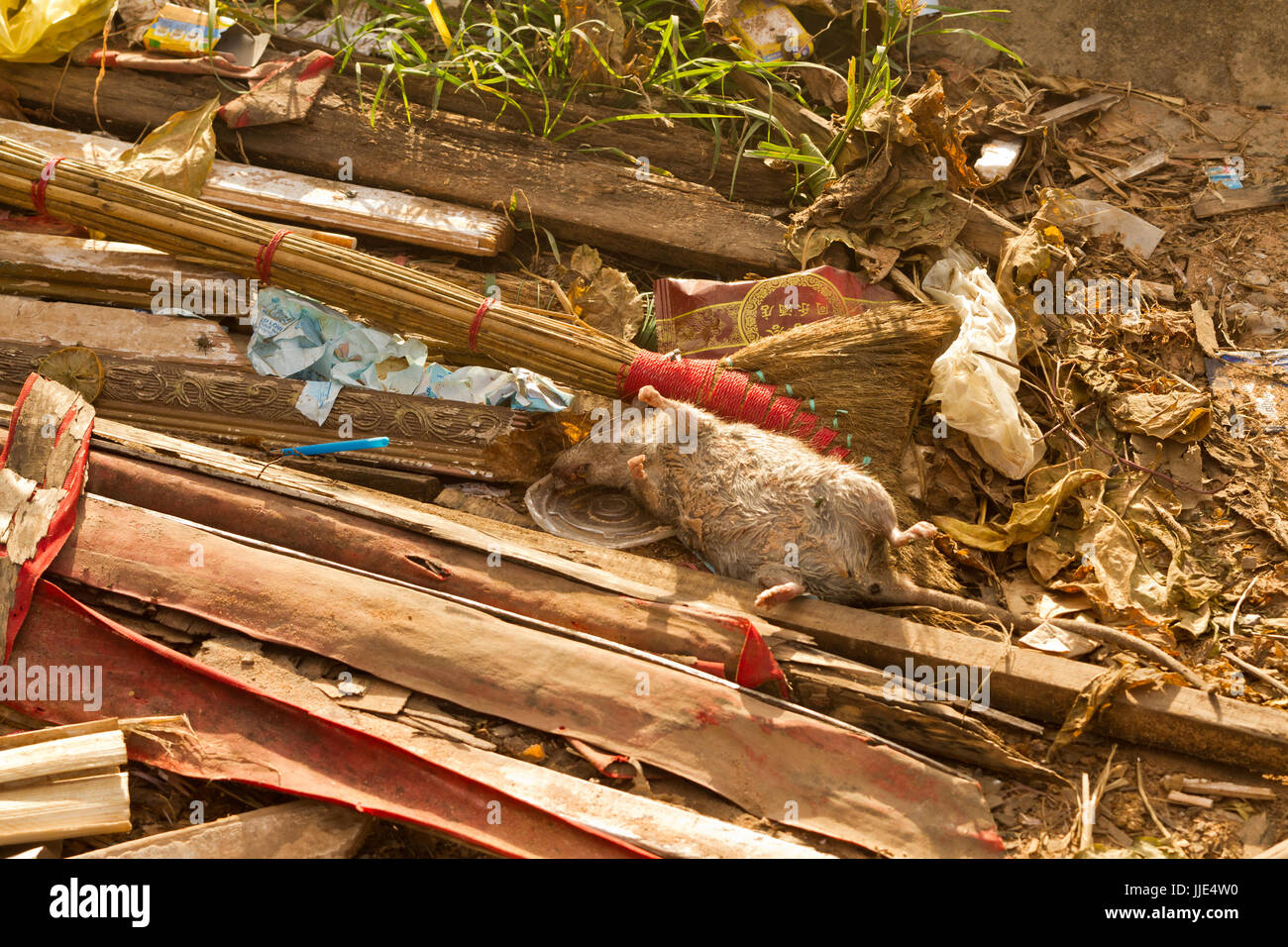 Dead rats in the garbage on the street Stock Photo