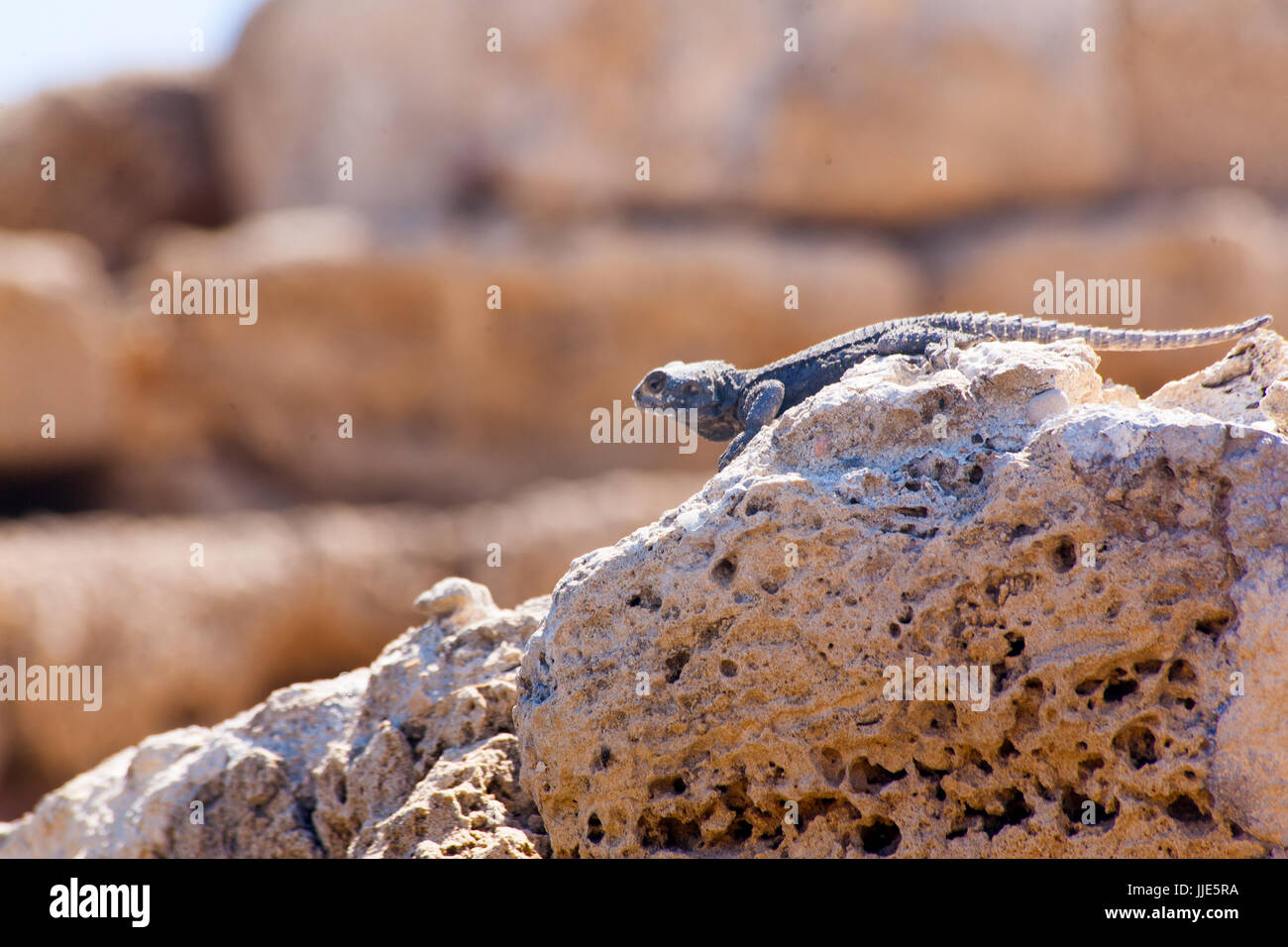 Desert lizard Side close up portrait on hot dry stones in archaeological site roman ruins in israel Stock Photo